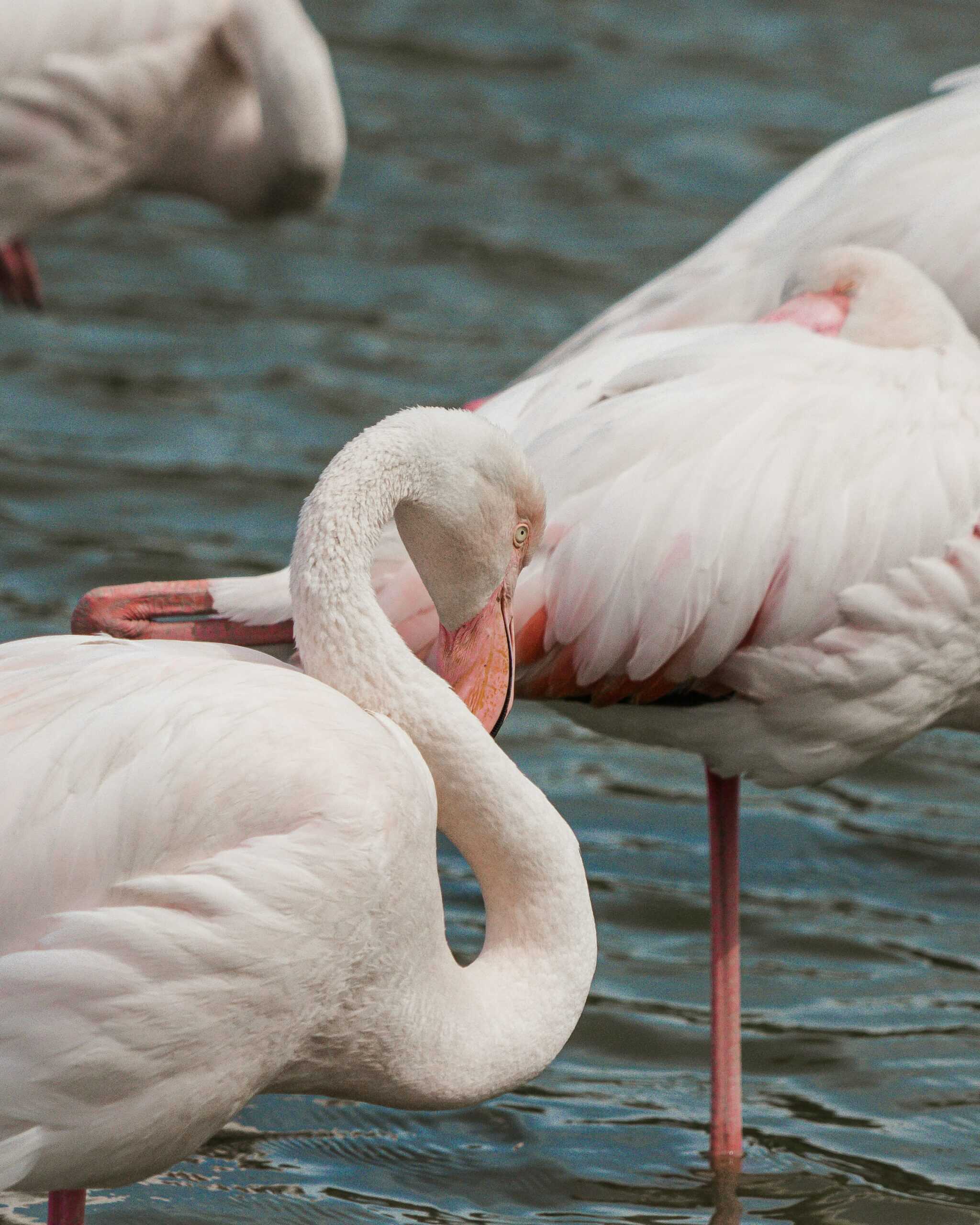 Camargue
